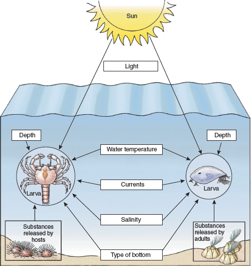 The settling and metamorphosis of planktonic larvae can be triggered by the type of bottom (see Fig. 13.5). What kind of bottom features might be involved? FIGURE 13.5 Many factors are known to influence the settlement and metamorphosis of planktonic larvae. The larva illustrated on the left, a megalopa (see Fig. 7.41), belongs to a crab ( Echinoecus pentagonus ) that as an adult lives on tropical sea urchins. The larva on the right is the cypris larva of a barnacle. Many barnacle larvae settle near adults of their species. Both larvae are tiny when compared to the adults. They are enlarged to show their morphologies.