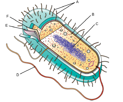 Label the parts of the prokaryotic cell.   Label the parts of the prokaryotic cell.  <div style=padding-top: 35px> 
