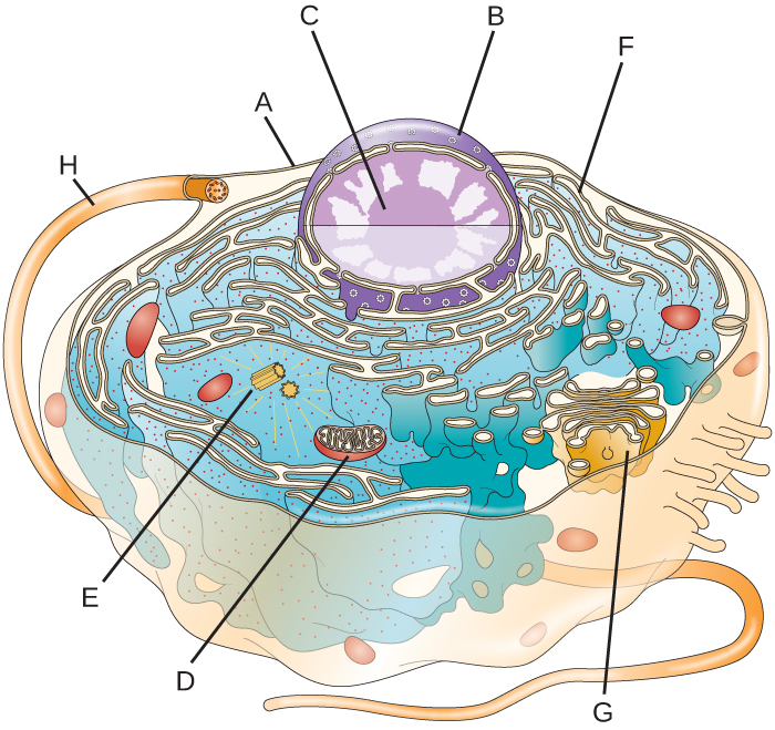 Label the following parts of this eukaryotic cell.  <div style=padding-top: 35px> 