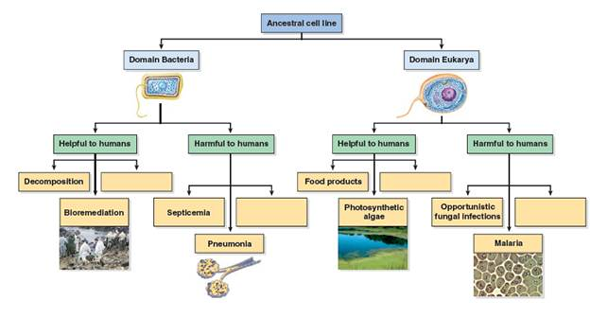 Describe the basic differences between bacterial and eukaryotic cell types.   