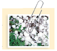 It's Raining Bacteria  Bacteria are ubiquitous on the planet, but how profound is their impact on our lives In addition to their impact on the earth's temperature, weathering, mineral extraction, and soil formation, recent studies have shown that bacteria have a major influence over another aspect of the earth's ecosystem: the weather. For years, scientists have believed that dust particles or minerals in clouds caused water droplets to coalesce into larger droplets and form rain, snow, or hail. However, recent research shows that bacteria are the predominant particles that induce the formation of precipitation. After a hailstorm hit the Montana State University campus in Bozeman, Montana, Alexander Michaud and his collaborators gathered hailstones larger than 5 cm in diameter, separated them into four layers, and analyzed them as they melted. They were surprised to find that Pseudomonas syringae, a species of bacteria that is commonly implicated in infections of plants and as the cause of postharvest rots, grew from the water in the hailstones. Michaud explains that bacteria found in the embryo-the first part of the hailstone to develop-initiate the growth of a hailstone. In order for precipitation to occur, a nucleating particle must be present to allow for aggregation of water molecules, he states. There is growing evidence that these nuclei can be bacteria or other biological particles. Why do you think that climate scientists never realized that microbes actually caused nucleation of water droplets in clouds  How does P. syringae make it rain at warm temperatures  Brent Christner, a scientist who worked with Michaud, has studied snow samples from around the world, and has observed that Michaud's findings are not unique to the hailstorm in Montana. Christner has found that bacteria are the most common warm-temperature rain and snow nucleators. He noted that researchers may have never realized that bacteria were so widespread because when samples were taken from clouds looking for nucleators, they used filters that trapped fine dust but ignored the much smaller microbe-sized particles.   P. syringae isn't the only biological nucleator of ice-other bacteria, fungi, diatoms, and algae can serve as nucleators as well. Water vapors in clouds freeze at temperatures below -35ºC, but nucleators such as P. syringae can cause this to happen at much warmer temperatures. The bacteria possess a protein structure that provides a framework where free-floating water molecules can attach. When the water vapor clings to the bacteria and to other water molecules, it can freeze and fall back to the earth. Until this discovery, atmospheric scientists never realized the impact that biological nucleators had on the formation of rain, snow, and hail. It turns out that bacteria have been making it rain all along. Can you think of some other applications for low-temperature ice nucleators