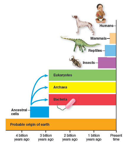 Figure 1.1. Look at the yellow, green, and red bars and at the icon indicating the time that humans appeared. Speculate on the probability that we will be able to completely disinfect our planet or prevent all microbial diseases. Figure 1.1 Evolutionary time line. The first cells appeared approximately 3.5 billion years ago.   
