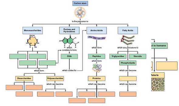What are two examples of polysaccharides in a cell    
