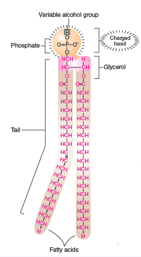 Figure 2.19 a and Figure 2.20. Speculate on why sterols like cholesterol can add stiffness to membranes that contain them. Figure 2.19 a Phospholipids-membrane molecules.      Figure 2.20 Cutaway view of a membrane with its bilayer of lipids.    