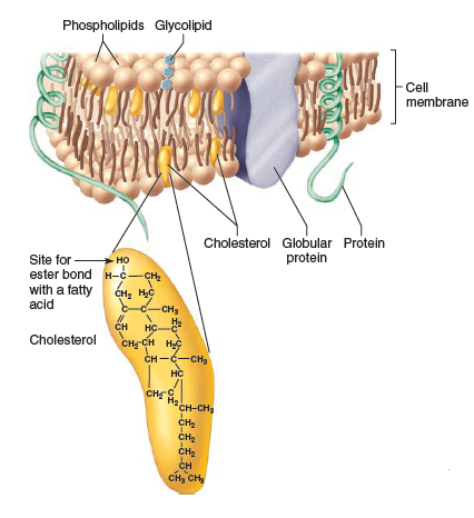 Figure 2.19 a and Figure 2.20. Speculate on why sterols like cholesterol can add stiffness to membranes that contain them. Figure 2.19 a Phospholipids-membrane molecules.      Figure 2.20 Cutaway view of a membrane with its bilayer of lipids.    