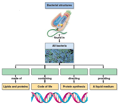 Name at least five structures that are not found in all bacteria but are important in some.