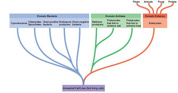 From chapter 1, figure 1.14. Study this figure. How would itbe drawn differently if the archaea were more closely related to bacteria than to eukaryotes  Figure 1.14: Woese-Fox system. A system for representing the origins of cell lines and major taxonomic groups as proposed by Carl Woese and colleagues. They propose three distinct cell lines placed in superkingdoms called domains. The first primitive cells, were ancestors of both lines of prokaryotes (Domain Bacteria and Archaea), and the Archaea emerged from the same cell line as eukaryotes (Domain Eukarya).   