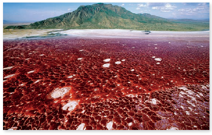 From chapter 4, figure 4.25 a. You may have seen similarsites in the environment. Can you think of two locations you have encountered that showed colorful evidence of microbialgrowth  Figure 4.25 a : Halophiles around the world. (a) Lake Natron in the Great Rift Valley on the border of Tanzania and Kenya. Halophilic algae give the lake its color.   
