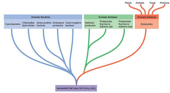 From chapter 1, figure 1.14. Which of the groups of organismsfrom this figure will contain a nucleus Why  Figure 1.14: Woese-Fox system. A system for representing the origins of cell lines and major taxonomic groups as proposed by Carl Woese and colleagues. They propose three distinct cell lines placed in superkingdoms called domains. The first primitive cells, were ancestors of both lines of prokaryotes (Domain Bacteria and Archaea), and the Archaea emerged from the same cell line as eukaryotes (Domain Eukarya).   