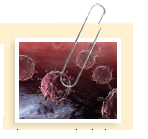 Flu: The Real Deal  Influenza: The word strikes fear in the hearts of many. These tiny viral particles, composed of no more than a bit of genetic material and a protein coat, can hijack your cells, produce more viruses, and spread to other cells and other people, often with disastrous consequences. Not only do people dread the symptoms of fever, cough, sore throat, stuffy nose, head and body aches, and fatigue, but pandemics of influenza have swept across the globe in waves, killing millions. Since 1918, there have been four major pandemics: The Spanish flu occurred in 1918 and sickened 20%-40% of the world's population, killing nearly 50 million people. In 1957, the Asian flu killed 1-2 million people. Nearly a decade later, the Hong Kong flu spread throughout the world, with deaths estimated around 1 million, with the highest death rates among individuals 65 and over. It wasn't until 2009 that another flu pandemic began in Mexico, spreading to the United States and affecting nearly 74 countries-it was dubbed the swine flu. Despite 80 million people vaccinated against the disease, the CDC estimates that 43-89 million people became ill with the virus and it caused tens of thousands of deaths. Each of these pandemics was caused by a different strain of influenza. Strains of influenza virus are identified by characteristics of the hemagglutinin (H) and neuraminidase (N) capsid proteins. The influenza virus, with its segmented RNA genome, is able to mutate rapidly. Mutations can result in changes to the capsid proteins that allow the virus to evade the immune system. Sixteen different types of H antigens and nine different types of N antigens have been identified; each viral strain is identified by the numbered type of each H and N antigen found on its capsid. For example, the Spanish flu pandemic was caused by the H1N1 strain, the Asian flu pandemic was caused by the H2N2 strain, and the Hong Kong flu was caused by the H3N2 strain. The 2009 swine flu pandemic was caused by a novel strain of H1N1.  What other animals can develop influenza infections   What are the possible consequences of influenza virus transmission between animals and humans  Strains of influenza can infect birds, pigs, horses, and dogs, as well as humans. Although transmission of influenza strains from animals to humans is rare, scientists have determined that it does in fact occur. Genomic analysis of past pandemic strains has revealed the presence of avian (bird) influenza genes in these human influenza viruses. Swine influenza virus is not usually transmitted to humans, but certain variant strains have been found to infect humans that live or work in close contact with pigs. Because pigs can contract both human and avian influenza, there is a higher probability of several viruses circulating in the same organism at one time. This can result in the production of a novel variant strain, as occurred during the 2009 swine flu pandemic. Analysis of this strain revealed the presence of two types of swine influenza genes in addition to avian and human influenza viral sequences, and it became known to scientists as a quadruple reassortant virus.     Today, two main types of avian influenza are infecting humans: low pathogenic avian influenza A (LPAI) viruses and highly pathogenic influenza A (HPAI) viruses. The Centers for Disease Control and Prevention (CDC) reports that there have been approximately 600 cases of HPAI in humans throughout the world since 2003. These illnesses are due to infection with the H5N1 strain of influenza, which exhibits a nearly 60% mortality rate in affected individuals. The CDC and the World Health Organization (WHO) have been carefully monitoring this strain of influenza because it has the potential to cause another pandemic.  What is being done to prevent a pandemic caused by H5N1 influenza