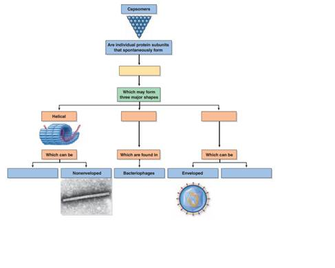 How are enveloped viruses different from nonenveloped viruses    