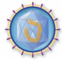 Label the parts of this virus. Identify the capsid, nucleic acid, and other features of this virus.
