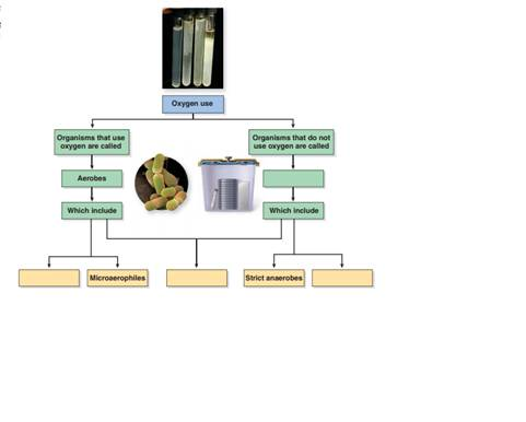 Discuss how oxygen can damage cells.