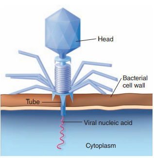 From chapter 6, figure 6.20. What type of symbiotic relationship is illustrated here Figure 6.20 Penetration of a bacterial cell by a T-even bacteriophage.