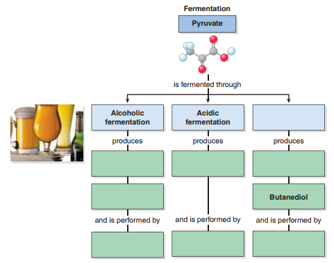 What types of organisms accomplish each type of fermentation Give the genus name or general type of organism.   