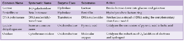 Critical thinking is the ability to reason and solve problems using facts and concepts. These questions can be approached from a number of angles and, in most cases, they do not have a single correct answer. a. List two common electron carriers used in biological cells and summarize the role they play in the production of ATP. b. Based upon the information in table 8.2, explain which type or types of enzyme supply electrons to these carriers. Table 8.2 A Sampling of Enzymes, Their Substrates, and Their Reactions