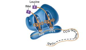 Process figure 9.15, step 1. Label each of the parts of the Illustration figure 9.15      step 1 The mRNA molecule leaves the DNA transcription site and is transported to ribosomes in the cytoplasm. Ribosomal subunits come together and form sites to hold the mRNA and tRNAs. The ribosome begins to scan the mRNA by moving in the 5 to 3 direction along the mRNA. The first codon it encounters is called the START codon, which is almost always AUG (and, rarely, GUG). With the mRNA message in place on the assembled ribosome, the next step in translation involves entrance of tRNAs with their amino acids. The pool of cytoplasm contains a complete array of tRNAs, previously charged by having the correct amino acid attached. The step in which the complementary tRNA meets with the mRNA code is guided by the two sites on the large subunit of the ribosome called the P site (left) and the A site (right). The ribosome also has an exit or E site where used tRNAs are released. (P stands for peptide site; A stands for aminoacyl [amino acid] site; E stands for exit site.)