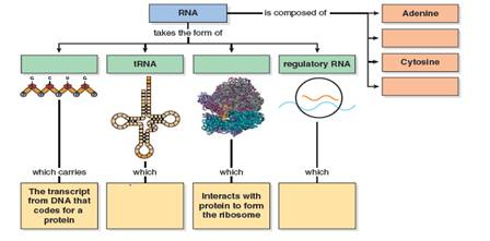 What are the functions of antisense RNA, riboswitches, and small interfering RNA