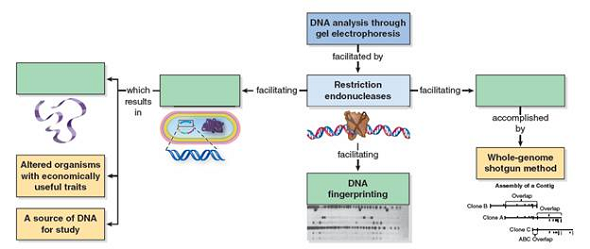 What are restriction endonucleases How are they used by bacteria and archaea    