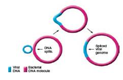 From chapter 6, figure 6.22. What has happened to the bacterial DNA in this illustration What effect can this have on a bacterium Is this temporary or permanent      chapter 6, figure 6.22.      Cultivating animal viruses in a developing bird embryo. (a) A technician inoculates fertilized chicken eggs with viruses in the first stage of preparing vaccines. Current influenza vaccine is prepared this way. (b) The shell is perforated using sterile techniques, and a virus preparation is injected into a site selected to grow the viruses. Targets include the allantoic cavity, a fluid-filled sac that functions in embryonic waste removal; the amniotic cavity, a sac that cushions and protects the embryo itself; the chorioallantoic membrane, which functions in embryonic gas exchange; the yolk sac, a membrane that mobilizes yolk for the nourishment of the embryo; and the embryo itself.