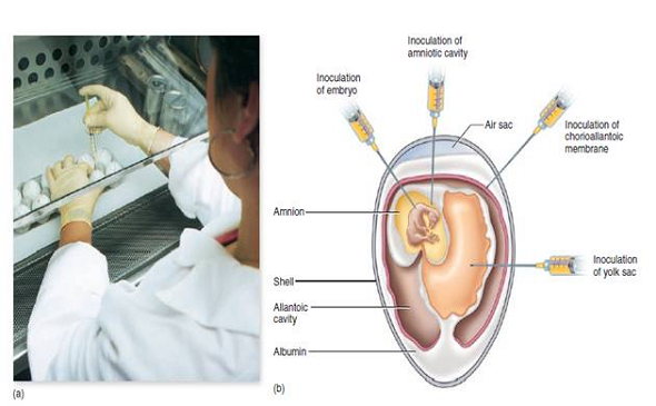 From chapter 6, figure 6.22. What has happened to the bacterial DNA in this illustration What effect can this have on a bacterium Is this temporary or permanent      chapter 6, figure 6.22.      Cultivating animal viruses in a developing bird embryo. (a) A technician inoculates fertilized chicken eggs with viruses in the first stage of preparing vaccines. Current influenza vaccine is prepared this way. (b) The shell is perforated using sterile techniques, and a virus preparation is injected into a site selected to grow the viruses. Targets include the allantoic cavity, a fluid-filled sac that functions in embryonic waste removal; the amniotic cavity, a sac that cushions and protects the embryo itself; the chorioallantoic membrane, which functions in embryonic gas exchange; the yolk sac, a membrane that mobilizes yolk for the nourishment of the embryo; and the embryo itself.