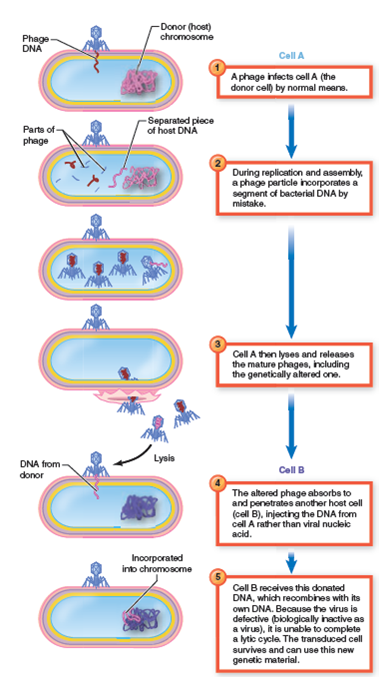 From chapter 9, process figure 9.23. Study the series of events in this illustration. What do cell A (step 1 ) and cell B (step 5 ) have in common  chapter 9, process figure 9.23    