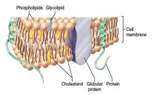 From chapter 2, figure 2.20. Study this illustration of a cell membrane. In what ways could alcohol damage this membrane How would that harm the cell ( Hint: Alcohol is a solvent.)chapter 2, figure 2.20.      Figure 2.20 Cutaway view of a membrane with its bilayer of lipids. The primary lipid is phospholipid-however, cholesterol is inserted in some membranes. Other structures are protein and glycolipid molecules. Cholesterol can form ester bonds with fatty acids at its OH- group, imparting a polar quality similar to that of phospholipids.