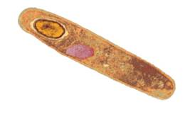 From chapter 4, figure 4.23. Why would many chemical control agents be ineffective in controlling this organism      Figure 4.23 Endospore inside Bacillus thuringiensis. The genus Bacillus forms endospores. B. thuringiensis additionally forms crystalline bodies (pink) that are used as insecticides.