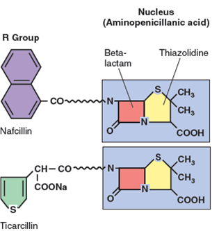 Figure 12.5. Where could penicillinase affect each of these antibiotics  Figure 12.5: Chemical structure of penicillins. All penicillins contain a thiazolidine ring (yellow) and a beta-lactam ring (red), but each differs in the nature of the side chain (R group), which is also responsible for differences in biological activity.   