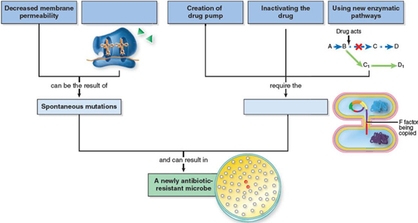    Acinetobacter baumannii , also known as Iraqibacter, is resistant to ampicillin, ceftriaxone, fluoroquinolone, gentamicin, and tetracycline. What mechanisms may this bacterium utilize in order to gain such multidrug resistance