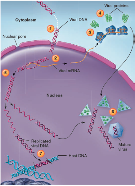 From chapter 6, process figure 6.14 a. Describe as many ways as possible for an antiviral drug to interfere with the activity illustrated in the figure. How is each effective in controlling the viral cycle  Process Figure 6.14 General features in the multiplication cycle of DNA animal viruses. (a) Synthesis in a dsDNA virus.   