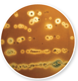 From chapter 3, figure 3.3 a. What chemical is the organism in this illustration producing How does this add to an organism's pathogenicity Figure 3.3 Examples of enriched media. (a) Blood agar plate growing bacteria from the human throat. Note that this medium also differentiates among colonies by the zones of hemolysis (clear areas) they may show.