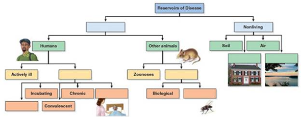 Of all the potential reservoirs, living and nonliving, which has the greatest potential to spread infection to all age groups in the human population    