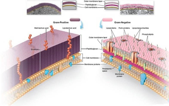 From chapter 4, figure 4.16. a. In both cell types shown, sketch where the membrane attack complex (MAC) would form. b. Speculate on whether gram-positive or gram-negative bacterial cells are more resistant to the formation of a membrane attack complex. Figure 4.16 A comparison of the detailed structure of gram-positive and gram-negative cell envelopes. The images at the top are electron micrographs of actual gram-positive and gram-negative cells.