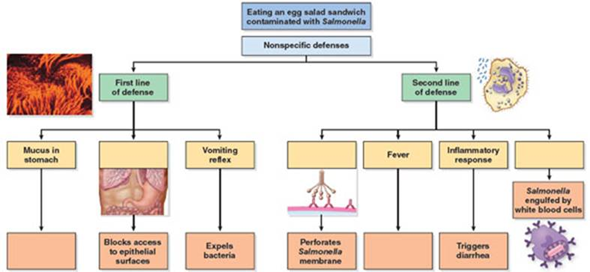 Scenario: It has been a busy day and you haven't had time to have lunch. While you're getting gas in your car between your classes and work, you decide to run into the convenience store and grab an egg salad sandwich and a soda. Later that day, after you get home from work, you feel chilled and nauseated and have abdominal pain. When you take your temperature with an oral thermometer, you start to gag and vomit. While you're recovering on the bathroom floor, you notice that the thermometer says your fever is 101°F. A few hours later, while you're lying on the couch watching reruns on TV, you feel impending diarrhea and race back to the bathroom. For the rest of the night, you alternate between vomiting and diarrhea. When you call your mom to tell her of your woes, she says, It might be Salmonella food poisoning. What did you eat today  It's only then that you remember the egg salad sandwich from the convenience store. What other aspects of the first and second lines of defense are working to defend your body against Salmonella    