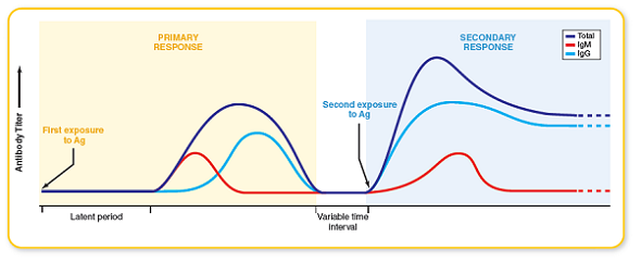 From this chapter, process figure 15.17. In this figure describing primary and secondary responses to antigen, indicate where a vaccination may be most effective, and also indicate where natural infection would play a role. Figure 15.17: Primary and secondary responses to antigens.  Upon the first exposure to an antigen, the system undergoes a primary response. The earliest part of this response, the latent period , is marked by a lack of antibodies for that antigen, but much activity is occurring. During this time, the antigen is being concentrated in lymphoid tissue and is being processed by the correct clones of B lymphocytes. As plasma cells synthesize antibodies, the serum titer increases to a certain plateau and then tapers off to a low level over a few weeks or months. Early in the primary response, most of the antibodies are the IgM type, which is the first class to be secreted by plasma cells. Later, the class of the antibodies (but not their specificity) is switched to IgG or some other class (IgA or IgE). After the initial response, there is no activity, but memory cells of the samespecificity are seeded throughout the lymphatic system. When the immune system is exposed again to the same secondary response occurs. The rate of antibody synthesis, the peak titer, and the length of antibody persistence are greatly increased over the primary response. The speed and intensity seen in this response are attributable to the memory B cells that were formed during the primary response. The secondary response is also called the anamnestic response. The advantage of this response is evident: It provides a quick and potent strike against subsequent exposures to infectious agents.   