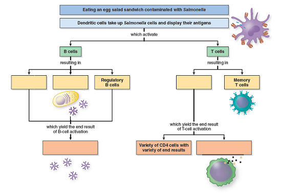 Scenario: It has been a week since your bout of Salmonella food poisoning, and you may never look at an egg salad sandwich the same way again. Your fever has gone down, you're starting to feel better, and you have started eating normal foods again. In your microbiology class, you are studying the specific immune response; and you start to ponder how your immune system has reacted to the infection. You have learned through your sad experience that Salmonella infects the gut mucosa and may gain entry to the bloodstream. Fill in the following flowchart to outline the components of your immune system that have been activated as a result of its encounter with Salmonella.  What antibody type found in the blood is produced later in the infection    