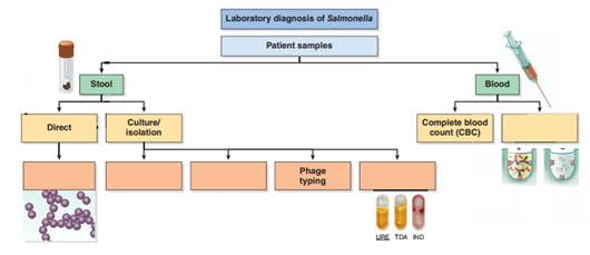 Scenario: You're still not quite back to normal after your bout with Salmonella , and your mother convinces you to go to the doctor. After taking your history and doing an examination, the doctor fills out paperwork for you to have some lab work done, concerned that you might have been infected with a particularly virulent strain of Salmonella. When you look at the paperwork, you notice that you will have to give a stool sample and have some blood drawn. As a microbiology student studying chapter 17 in this textbook, you're interested in what tests will be done. When you go into the lab clinic to have the tests performed, you ask the technician about the tests they will perform on your blood and stool. The lab technician tells you that in addition to a complete blood count (CBC), the blood sample will be used to test for levels of IgM antibody against Salmonella. What test will be performed to detect antibodies in your blood    
