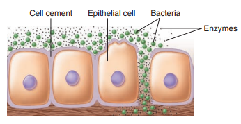 From chapter 13, figure 13.5 a. Discuss whether this figure illustrates the pathogenesis of impetigo caused by Staphylococcus aureus or Streptococcus pyogenes. Figure 13.5 Three ways microbes damage the host. (a) Exoenzymes. Bacteria produce extracellular enzymes that dissolve intracellular connections and penetrate through or between cells to underlying tissues.
