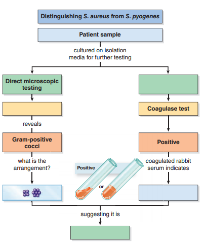 What would be the outcome of a catalase test if it was performed on S. aureus On S. pyogenes    