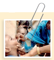 Ridding the Planet of Polio  Polio has been nearly eradicated in most of the industrialized world, so why do concerns over this disease still exist worldwide Because polio has not been eradicated globally; millions of children are still at risk of death or paralysis due to poliovirus infection. The Global Polio Eradication Initiative (GPEI) was launched in 1988 by the World Health Organization (WHO) with the intent of vaccinating every child. The GPEI was largely successful in interrupting endemic polio in India, which has been considered polio-free since February 2012. However, as of mid-2013 there are three countries in which polio is still endemic: Afghanistan, Nigeria, and Pakistan. Three countries that were previously deemed polio-free have recently seen a resurgence in cases of the disease: Angola, Chad, and the Democratic Republic of the Congo (DRC). The most recent outbreak of polio began in November 2010 in the DRC; a total of 554 cases of acute flaccid paralysis occurred and the outbreak was not brought under control until March 2011 through the immunization of all citizens. Travelers to and from the country were also advised to receive booster vaccinations to ensure that the disease would not spread beyond the country's borders. This is just one example of a number of polio outbreaks that have occurred worldwide in recent years. The WHO declared eradication of polio a programmatic emergency for global public health in January 2012, and it is hoped that its vaccination efforts will reduce the suffering of many individuals around the world today.  Why does polio continue to be an emergency for global public health   What are the difficulties in vaccinating children around the world and eradicating polio  Source: www.polioeradication.org/infectedcountries.aspx Massive efforts have been undertaken by the GPEI, UNICEF, the WHO, the CDC, and Rotary International to vaccinate children in countries where polio is still endemic or where there have been outbreaks. A trivalent (three-part) vaccine is available, but studies have shown that this vaccine is less effective than newer versions of monovalent oral vaccines consisting of only type I or type III poliovirus or a bivalent vaccine consisting of type I and type III. In 2003, with new cases of disease dropping rapidly, it appeared that the effort had paid off-it was estimated that disease eradication would occur by 2005. However, within the year, new outbreaks began to develop in Nigeria leading to nearly 800 new cases in this country alone and many as far away as Saudi Arabia, where travelers to Mecca furthered its spread. This was disheartening news to health care workers around the world.     What prompted this reemergence of polio in countries that were on the brink of eradication Geography is one factor, as there is great difficulty in reaching children in remote areas. The countryside of many affected countries, such as Pakistan and Afghanistan, is mountainous, rocky, and treacherous, making it difficult to transport the vaccine to children in need. Also, the vaccine itself was found to contribute to the new cases. Oral polio vaccine (OPV) is used for mass vaccination of individuals in developing countries, because it is effective and much cheaper than the alternate inactivated polio vaccine (IPV) used in other areas of the world. The trade-off comes in the potential for the OPV to cause actual polio disease. It is made up of live attenuated virus, which in rare cases reverts to a virulent form causing disease rather than protecting against it. This contributed to a small portion of new disease cases. This would not have happened if the population had been at the 100% level of vaccination, and it illustrates the importance of achieving vaccination in all countries around the world.  What difficulties are encountered today in the continued global effort to eradicate polio   Besides vaccination, what other measures can be taken to interrupt the polio transmission cycle  Source : 2012. CDC MMWR , vol. 61, no. 19, p. 353.