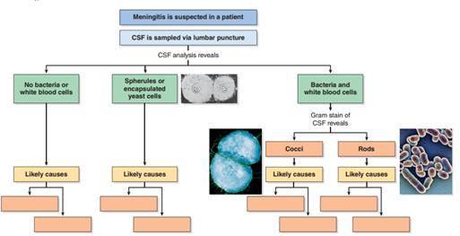 How is bacterial meningitis different from viral meningitis