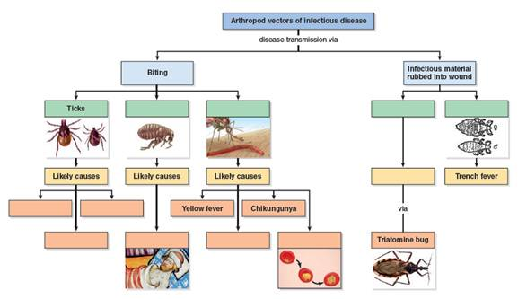 What cardiovascular and lymphatic system diseases are transmitted by arthropod vectors    