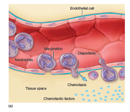 From chapter 14, figure 14.19. Imagine that the WBCs shown in this illustration are unable to control the microorganisms. Could the change that has occurred in the vessel wall help the organism spread to other locations If so, how  Diapedesis  (a) View of a venule depicts white blood cells squeezing themselves between spaces in the blood vessel wall via diapedesis. This process, shown in cross section, indicates how the pool of leukocytes adheres to the endothelial wall. From this site, they are poised to migrate out of the vessel into the tissue space.     b. If the organisms are able to survive phagocytosis, how could that impact the progress of this disease Explain your answer chemotaxis of leukocytes.  (b) This photograph captures neutrophils in the process of diapedesis.   