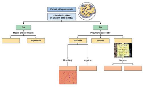 How is bacterial pneumonia different from viral pneumonia