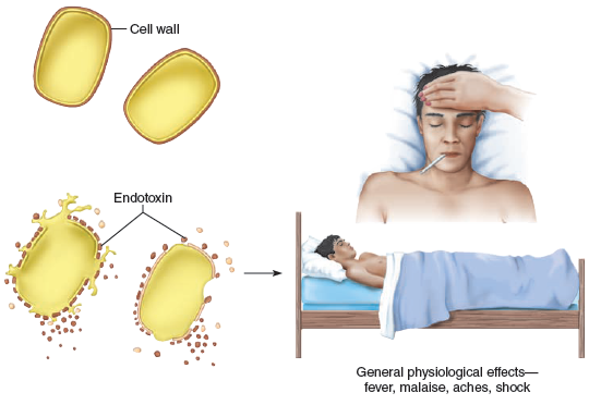 From chapter 13, figure 13.6 b. Imagine for a minute that the organism in this illustration is E. coli O157:H7. What would be one reason to not treat a patient having this infection with powerful antibiotics Figure 13.6 b: The origins and effects of circulating exotoxins and endotoxin. (b) Endotoxin, given off when the cell wall of gram-negative bacteria disintegrates, has more generalized physiological effects.