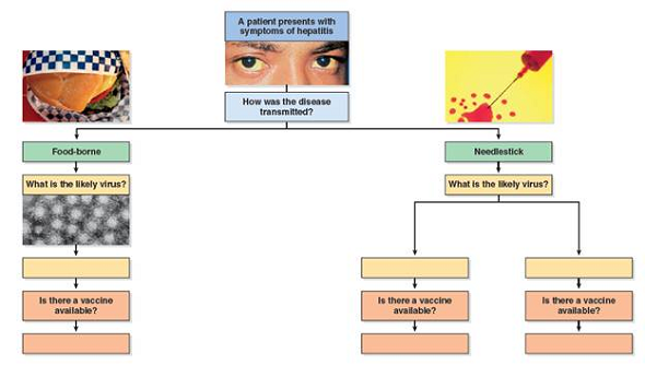 You have recently finished your nursing degree and are working at a health care clinic. A patient presents with symptoms of hepatitis. He also reports that he is a health care worker. What treatments, if any, are available