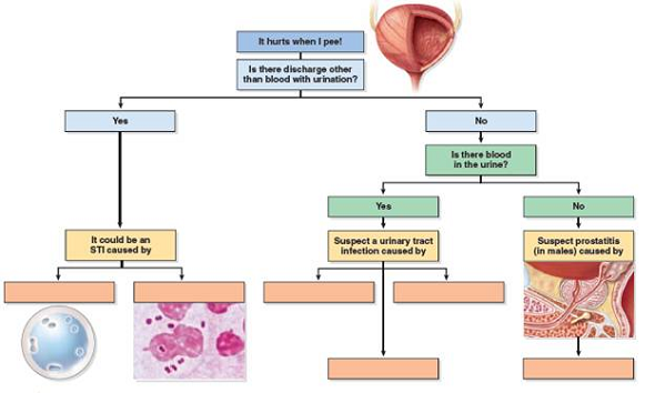 What are the likely causative organisms and the subsequent infections if there is discharge associated with painful urination  <div style=padding-top: 35px> 