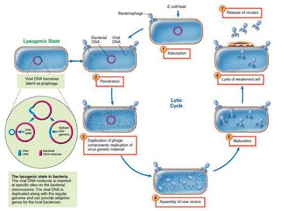 From chapter 6, figure 6.19. We suggested that bacteriophages in the ocean appear to play a role in photosynthesis and the turnover of nutrients. Which of these two activities is more likely to be accomplished when the bacteriophage is in the lysogenic state  Figure 6.19: Events in the lytic cycle of T-even bacteriophages. The lytic cycle ( - ) involves full completion of viral infection through lysis and release of virions. Occasionally, the virus enters a reversible state of lysogeny (left) and its genetic material is incorporated into the host's genetic material.   