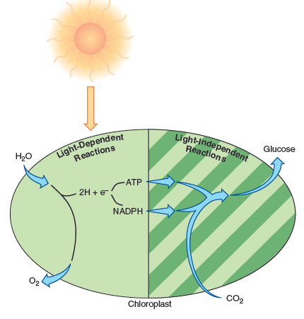 From chapter 8, figure 8.24. What process does this represent How does it link to the biogeochemical cycles from this chapter  Figure 8.24: Overview of photosynthesis. The general reactions of photosynthesis, divided into two phases called light-dependent reactions and light-independent reactions. The dependent reactions require light to activate chlorophyll pigment and use the energy given off during activation to split an H 2 O molecule into oxygen and hydrogen, producing ATP and NADPH. The independent reactions, which occur either with or without light, utilize ATP and NADPH produced during the light reactions to fix CO 2 into organic compounds such as glucose.   
